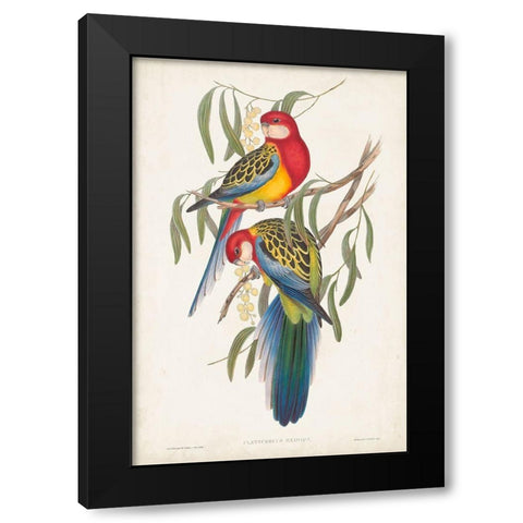 Tropical Parrots IV Black Modern Wood Framed Art Print by Gould, John