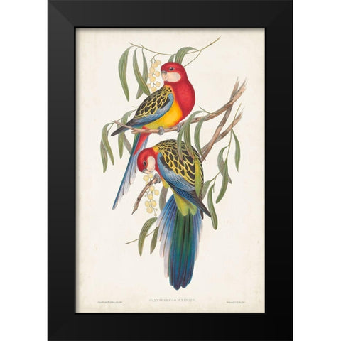 Tropical Parrots IV Black Modern Wood Framed Art Print by Gould, John