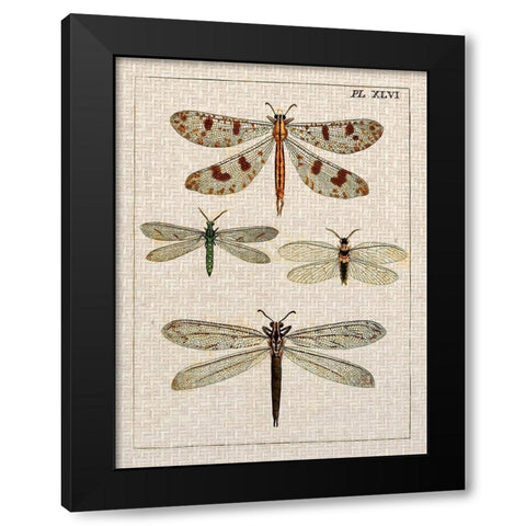 Dragonfly Study I Black Modern Wood Framed Art Print with Double Matting by Vision Studio