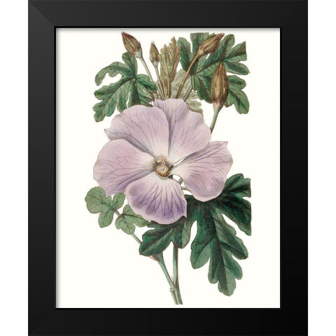 Lavender Beauties I Black Modern Wood Framed Art Print by Edwards