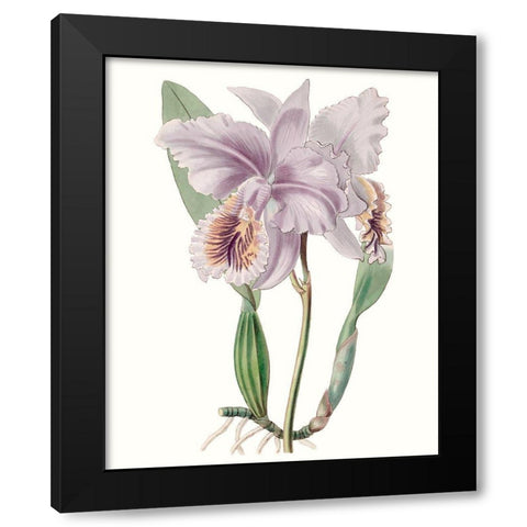 Lavender Beauties II Black Modern Wood Framed Art Print by Edwards
