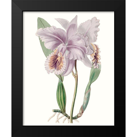 Lavender Beauties II Black Modern Wood Framed Art Print by Edwards