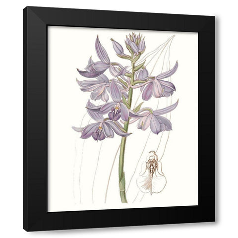 Lavender Beauties III Black Modern Wood Framed Art Print with Double Matting by Edwards