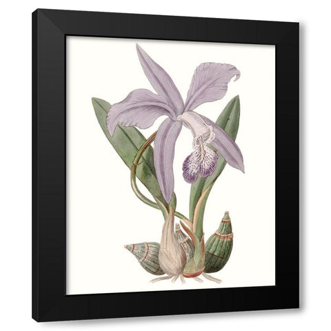 Lavender Beauties IV Black Modern Wood Framed Art Print with Double Matting by Edwards