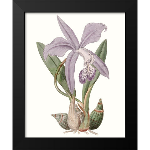 Lavender Beauties IV Black Modern Wood Framed Art Print by Edwards