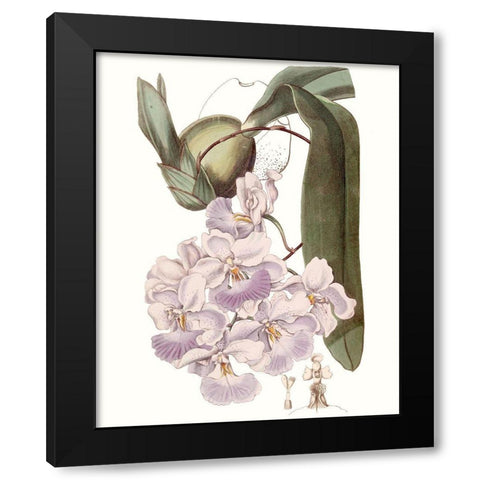 Lavender Beauties V Black Modern Wood Framed Art Print by Edwards