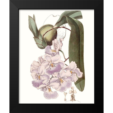 Lavender Beauties V Black Modern Wood Framed Art Print by Edwards