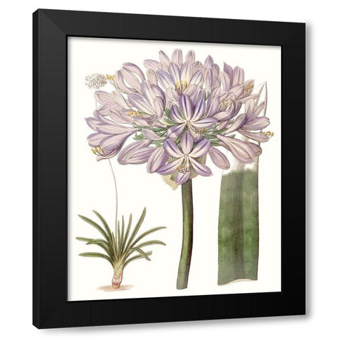 Lavender Beauties VI Black Modern Wood Framed Art Print by Edwards