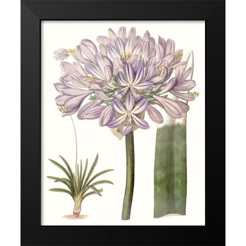 Lavender Beauties VI Black Modern Wood Framed Art Print by Edwards