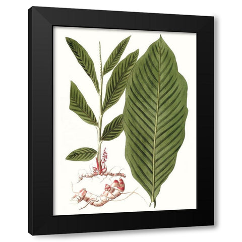 Leaves of the Tropics IV Black Modern Wood Framed Art Print with Double Matting by Vision Studio