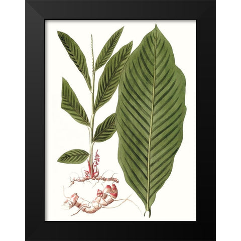 Leaves of the Tropics IV Black Modern Wood Framed Art Print by Vision Studio