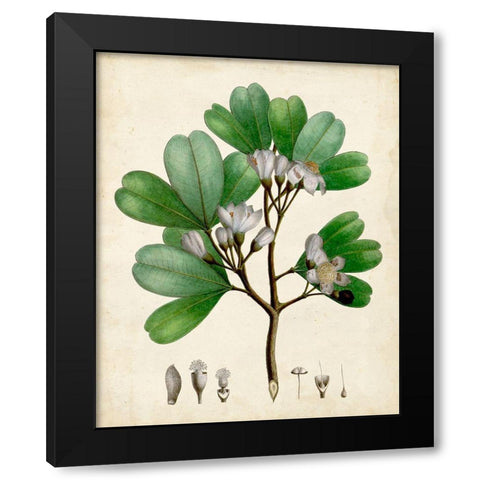 Verdant Foliage III Black Modern Wood Framed Art Print by Vision Studio