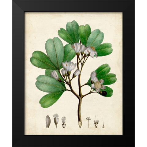 Verdant Foliage III Black Modern Wood Framed Art Print by Vision Studio