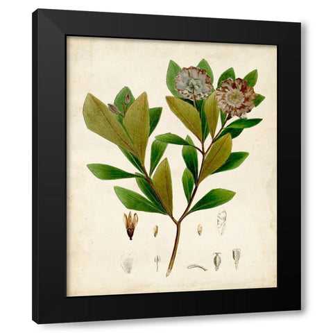 Verdant Foliage V Black Modern Wood Framed Art Print with Double Matting by Vision Studio