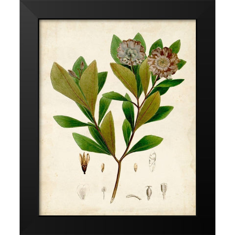 Verdant Foliage V Black Modern Wood Framed Art Print by Vision Studio