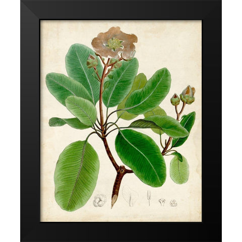 Verdant Foliage VI Black Modern Wood Framed Art Print by Vision Studio