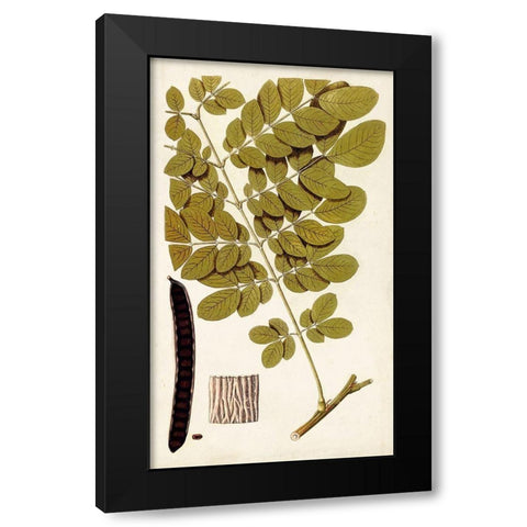 Leaf Varieties I Black Modern Wood Framed Art Print with Double Matting by Vision Studio