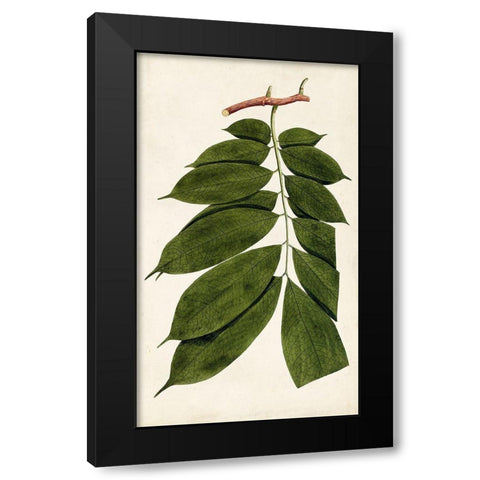 Leaf Varieties III Black Modern Wood Framed Art Print with Double Matting by Vision Studio