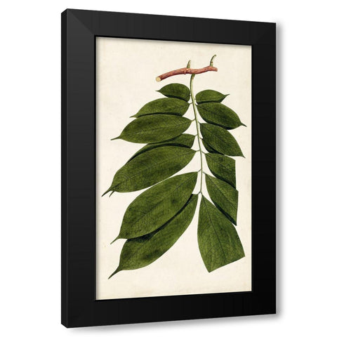 Leaf Varieties III Black Modern Wood Framed Art Print by Vision Studio