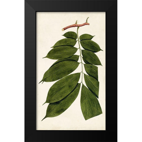 Leaf Varieties III Black Modern Wood Framed Art Print by Vision Studio