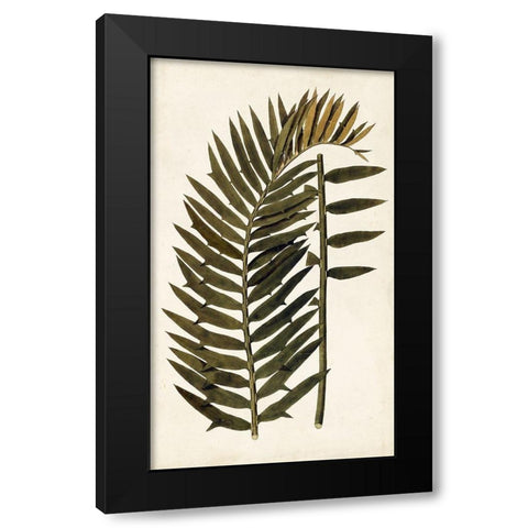 Leaf Varieties VIII Black Modern Wood Framed Art Print with Double Matting by Vision Studio