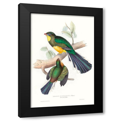 Tropical Trogons I Black Modern Wood Framed Art Print with Double Matting by Gould, John