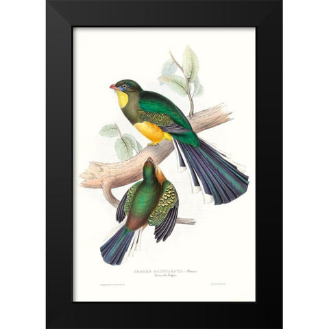 Tropical Trogons I Black Modern Wood Framed Art Print by Gould, John