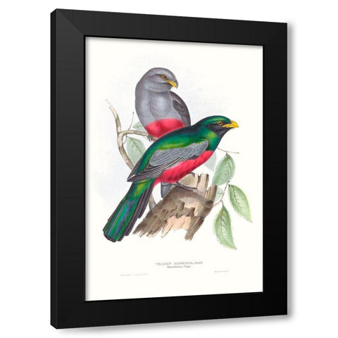 Tropical Trogons III Black Modern Wood Framed Art Print by Gould, John