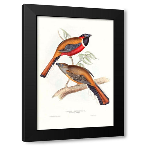 Tropical Trogons IV Black Modern Wood Framed Art Print by Gould, John