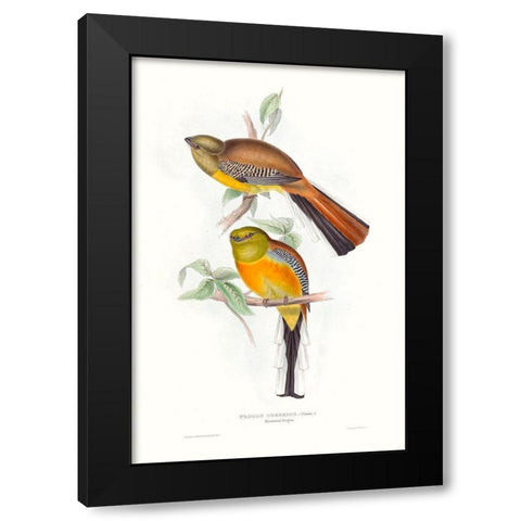 Tropical Trogons VI Black Modern Wood Framed Art Print with Double Matting by Gould, John