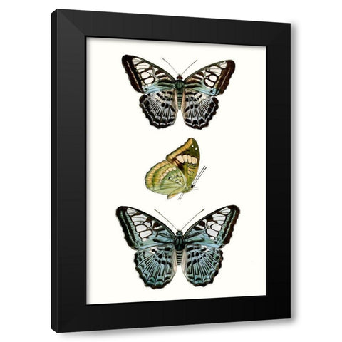 Butterfly Specimen I Black Modern Wood Framed Art Print with Double Matting by Vision Studio