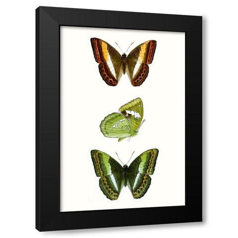 Butterfly Specimen III Black Modern Wood Framed Art Print by Vision Studio
