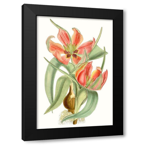 Curtis Tulips I Black Modern Wood Framed Art Print by Curtis