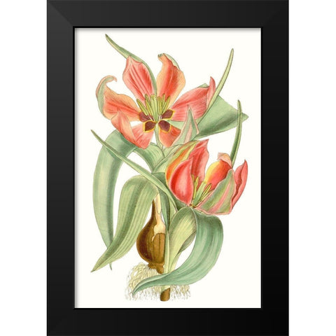 Curtis Tulips I Black Modern Wood Framed Art Print by Curtis