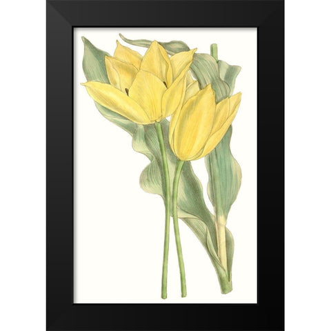 Curtis Tulips II Black Modern Wood Framed Art Print by Curtis