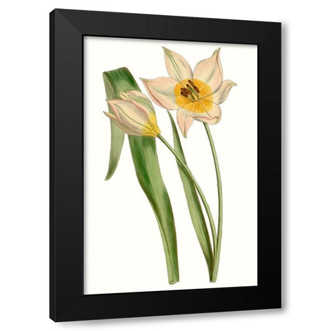 Curtis Tulips III Black Modern Wood Framed Art Print with Double Matting by Curtis