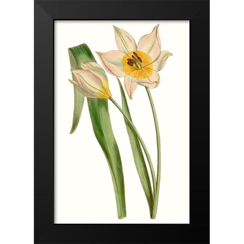 Curtis Tulips III Black Modern Wood Framed Art Print by Curtis