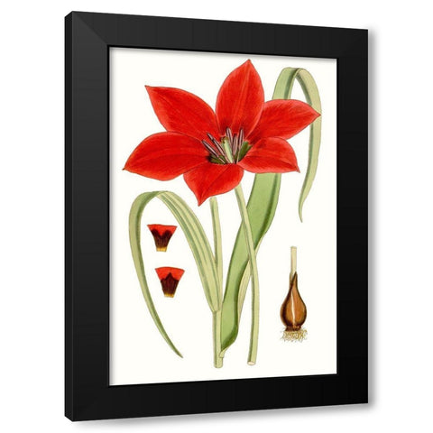 Curtis Tulips IV Black Modern Wood Framed Art Print by Curtis