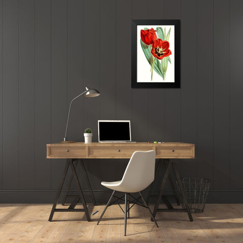 Curtis Tulips V Black Modern Wood Framed Art Print by Curtis