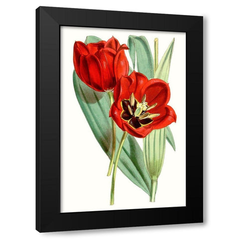 Curtis Tulips V Black Modern Wood Framed Art Print by Curtis