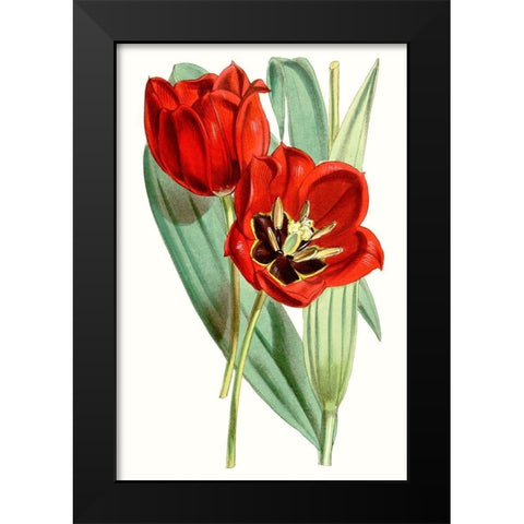 Curtis Tulips V Black Modern Wood Framed Art Print by Curtis