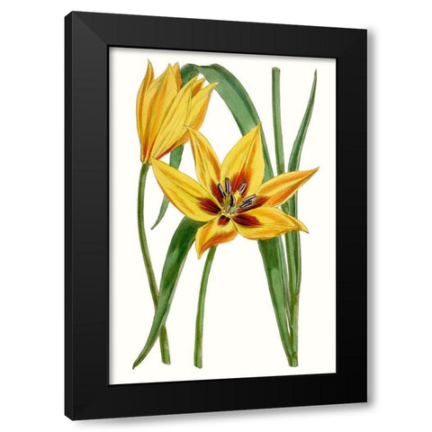 Curtis Tulips VI Black Modern Wood Framed Art Print by Curtis