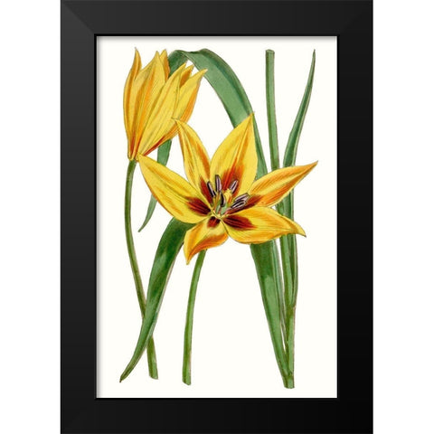 Curtis Tulips VI Black Modern Wood Framed Art Print by Curtis