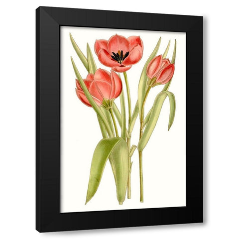 Curtis Tulips VII Black Modern Wood Framed Art Print by Curtis