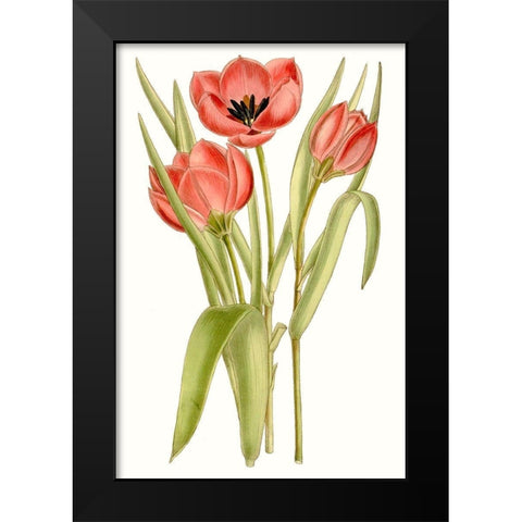 Curtis Tulips VII Black Modern Wood Framed Art Print by Curtis