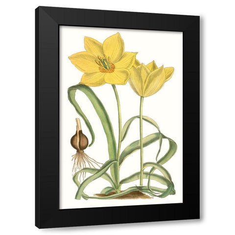 Curtis Tulips VIII Black Modern Wood Framed Art Print by Curtis