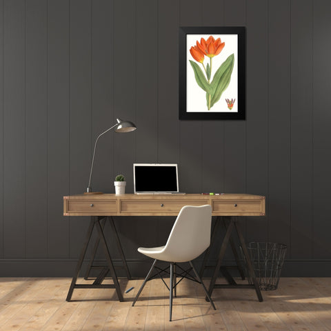 Curtis Tulips IX Black Modern Wood Framed Art Print by Curtis