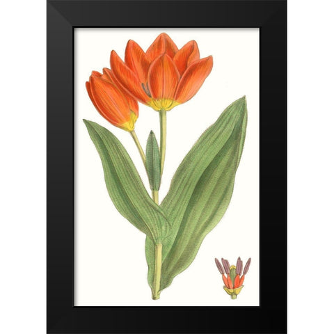 Curtis Tulips IX Black Modern Wood Framed Art Print by Curtis