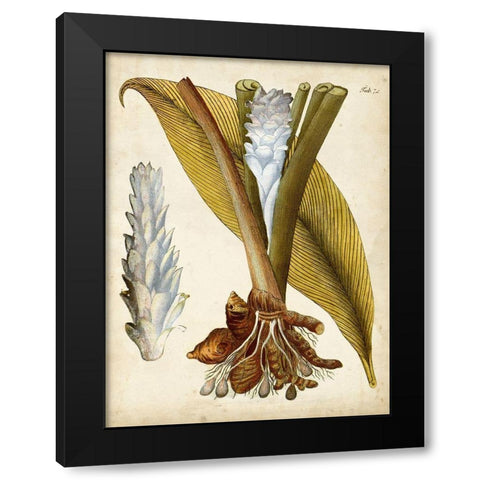 Horticultural Specimen I Black Modern Wood Framed Art Print with Double Matting by Unknown