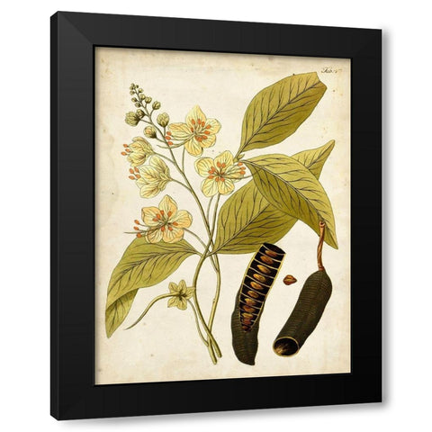 Horticultural Specimen II Black Modern Wood Framed Art Print by Unknown